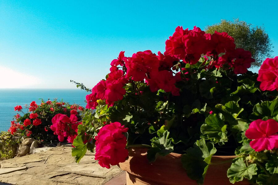 Villa Delfino 44 - No. S242