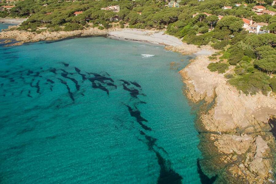 App. ampio con piscina al mare - No. 510C