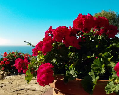 Villa Delfino 44 - No. S242