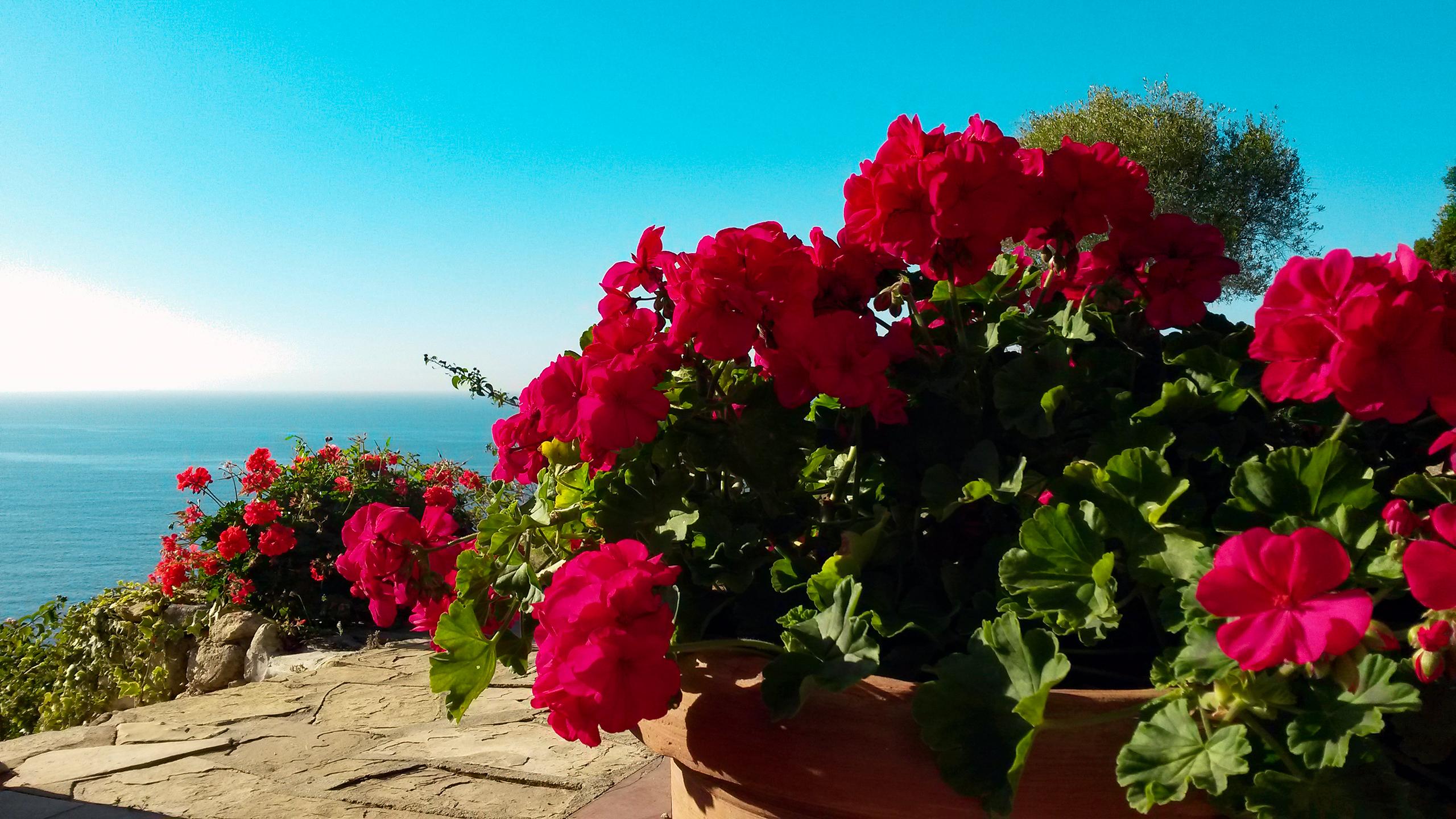 Villa Delfino 44 - No. S242